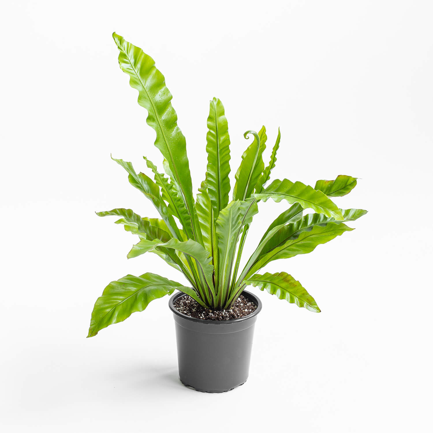 Helecho Asplenium – L