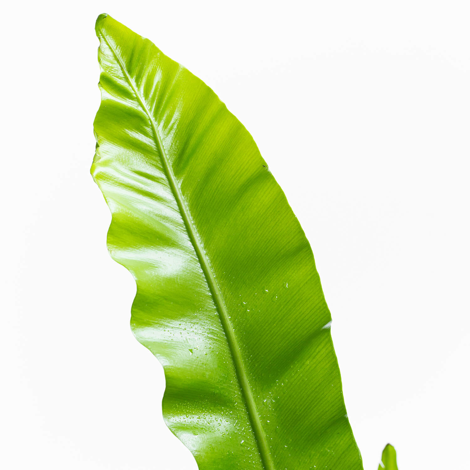 helecho-asplenium-l-002