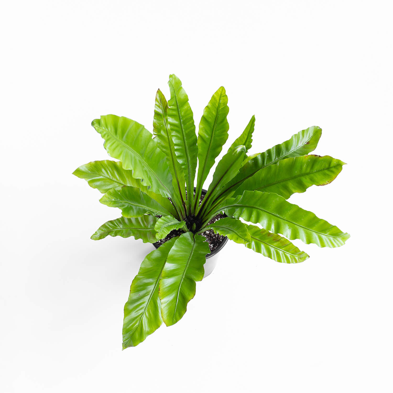 Helecho Asplenium – L