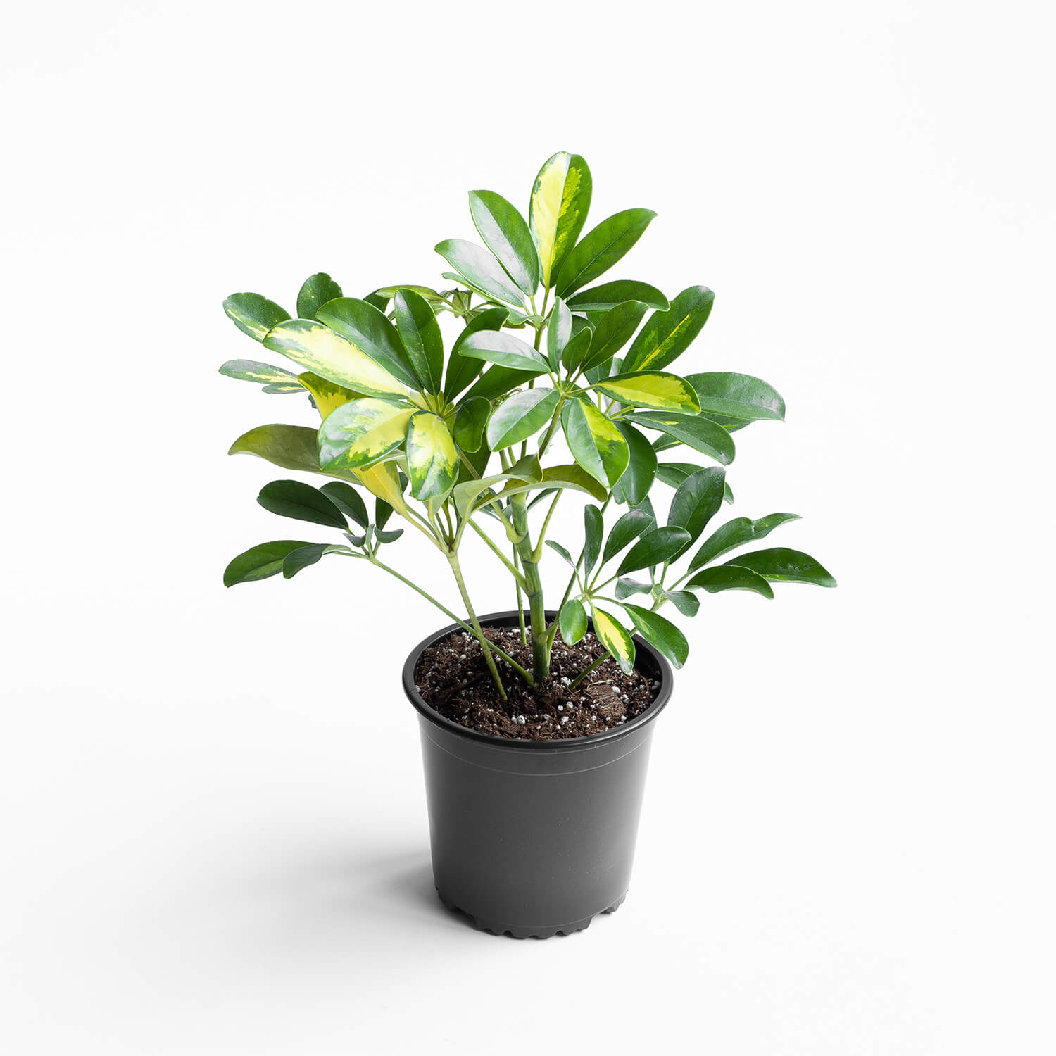 Schefflera – S
