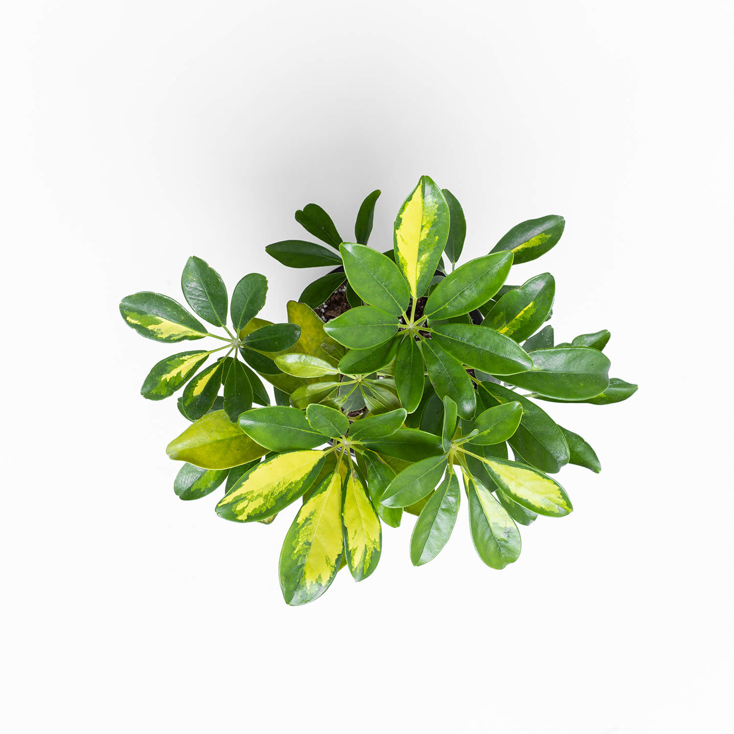 schefflera-s-003
