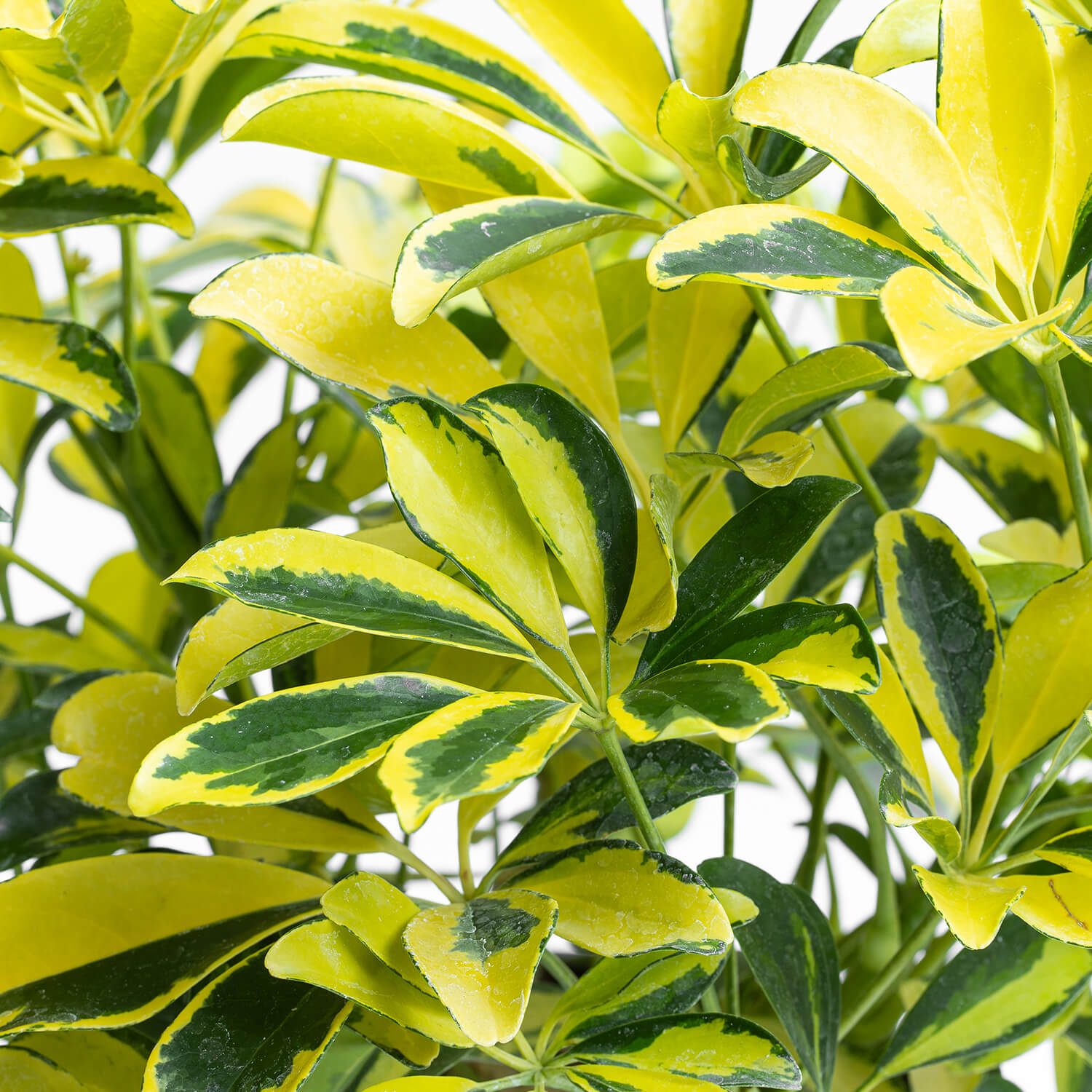 Schefflera Sol