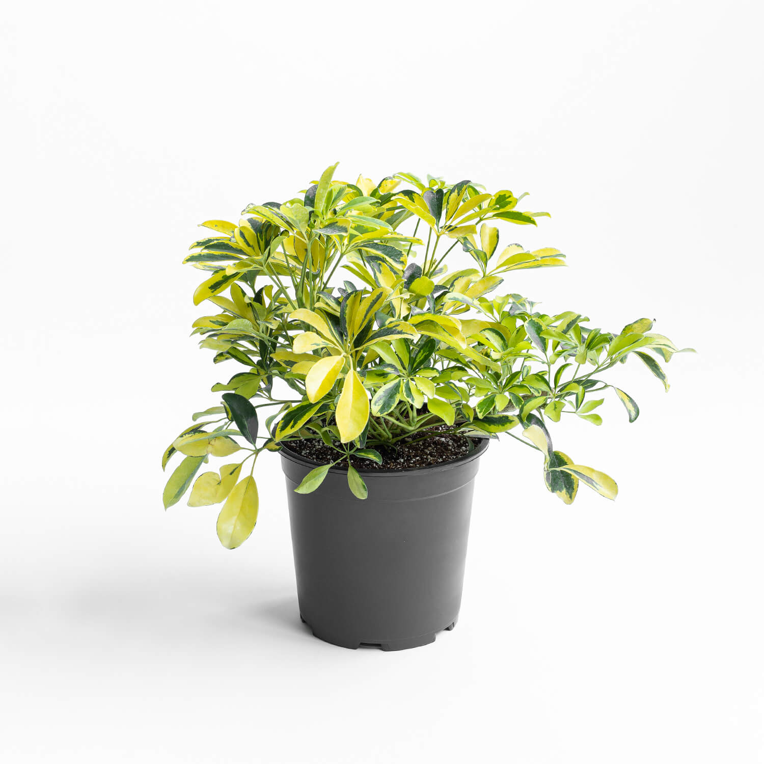 Schefflera Sol