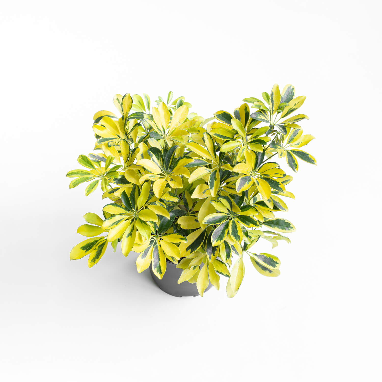 schefflera-sol-003