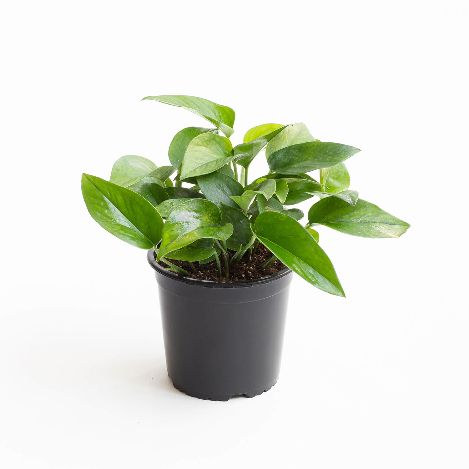 Scindapsus (Pothus)