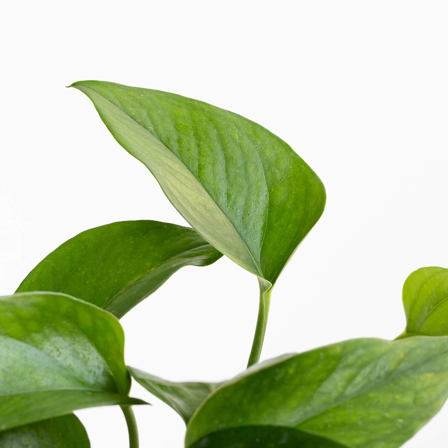 Scindapsus (Pothus)