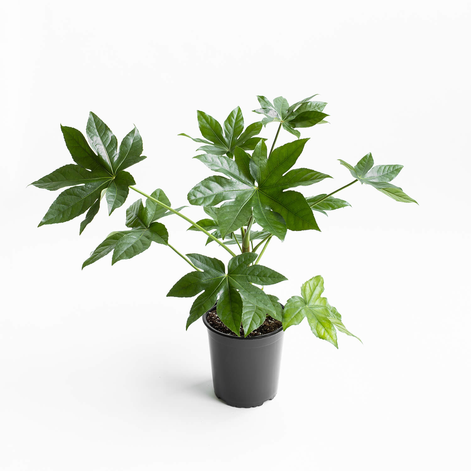 Aralia Japonica – L