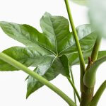 Aralia Japonica - L