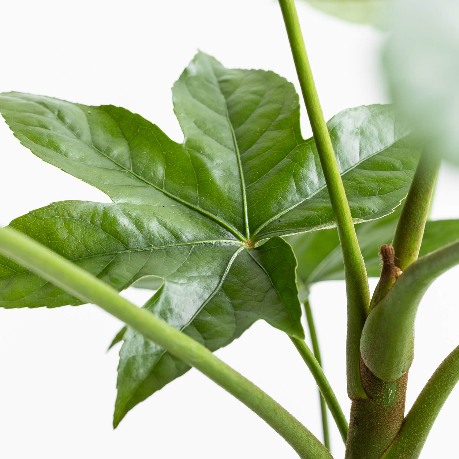 Aralia Japonica – L