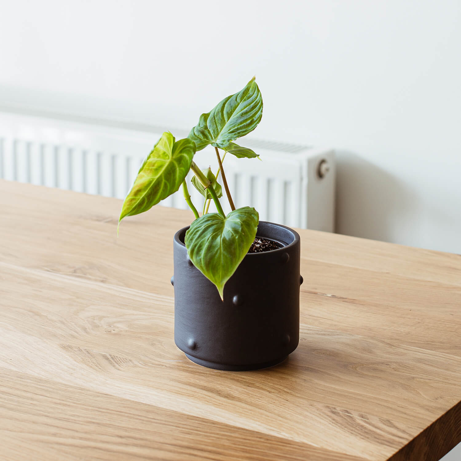 Maceta Cilindro Puntos – Negro