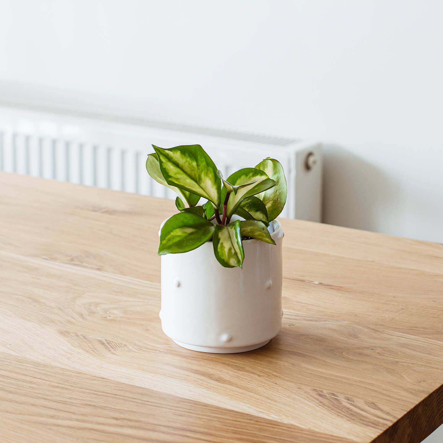 Maceta Cilindro Puntos – Blanco