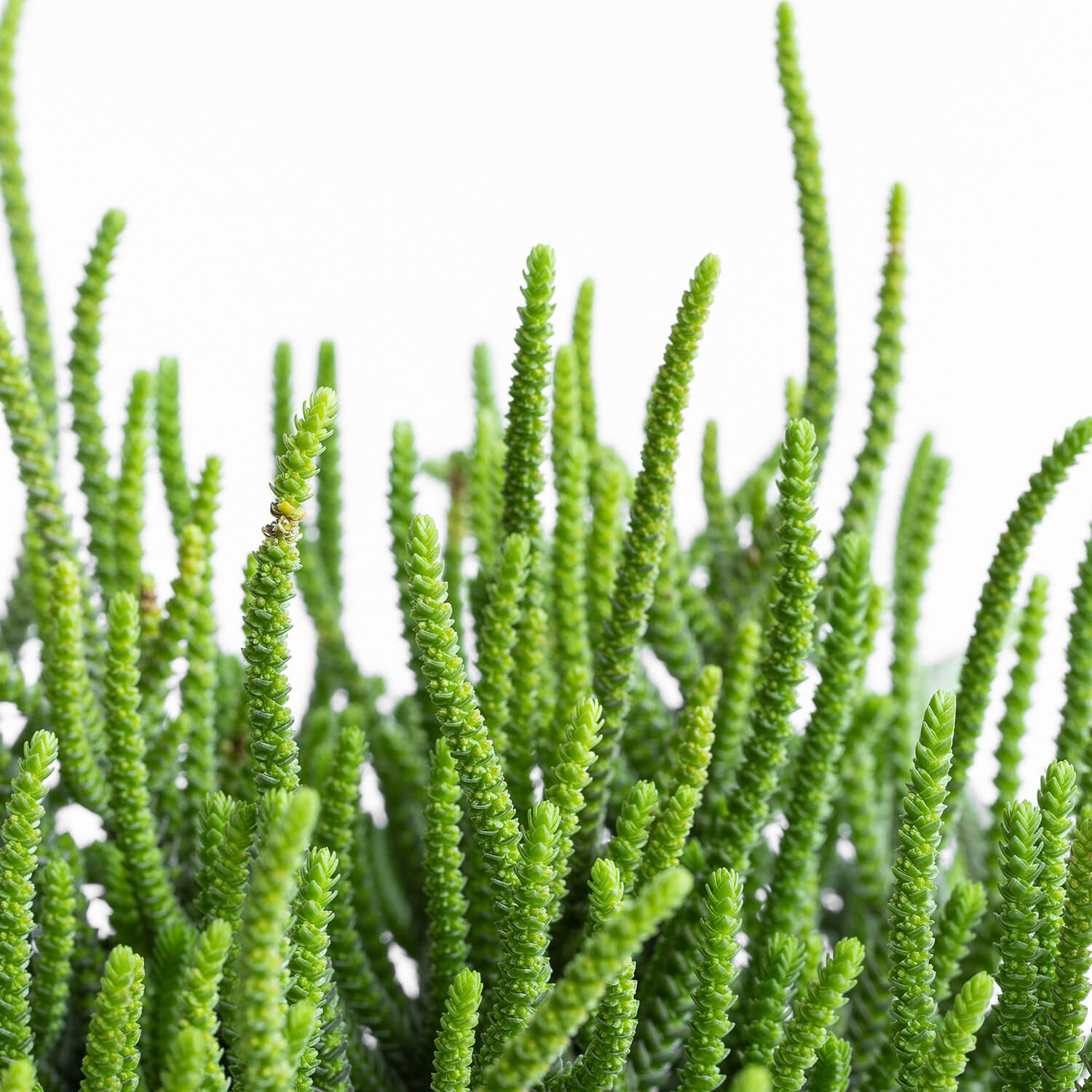 Crassula muscosa