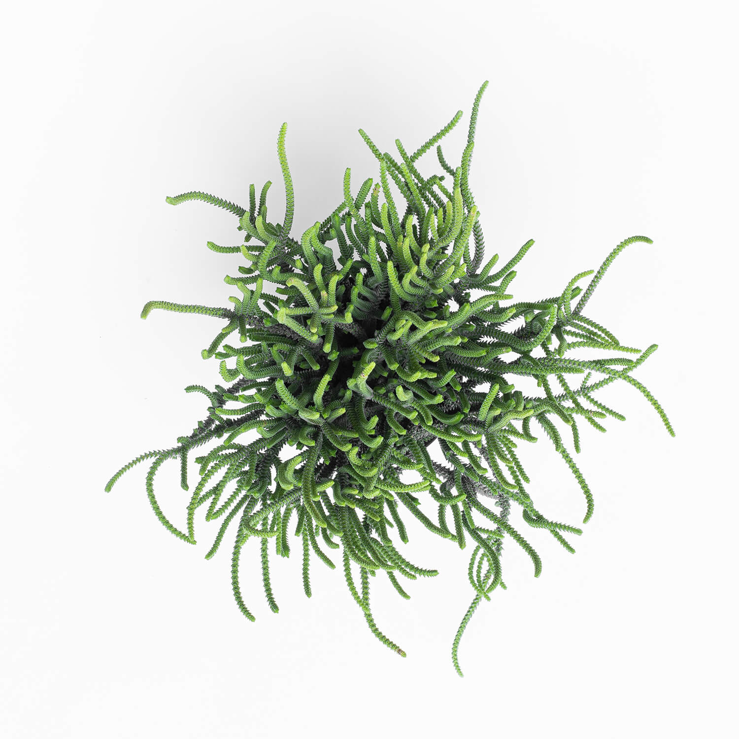 crassula-muscosa-002