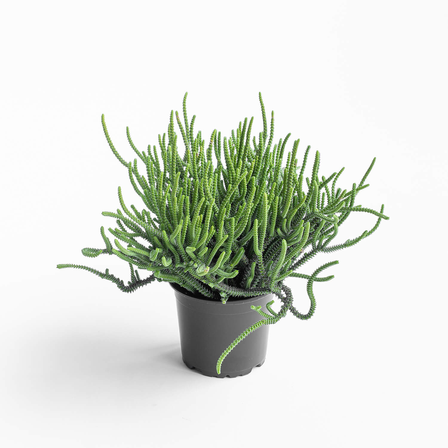 Crassula muscosa