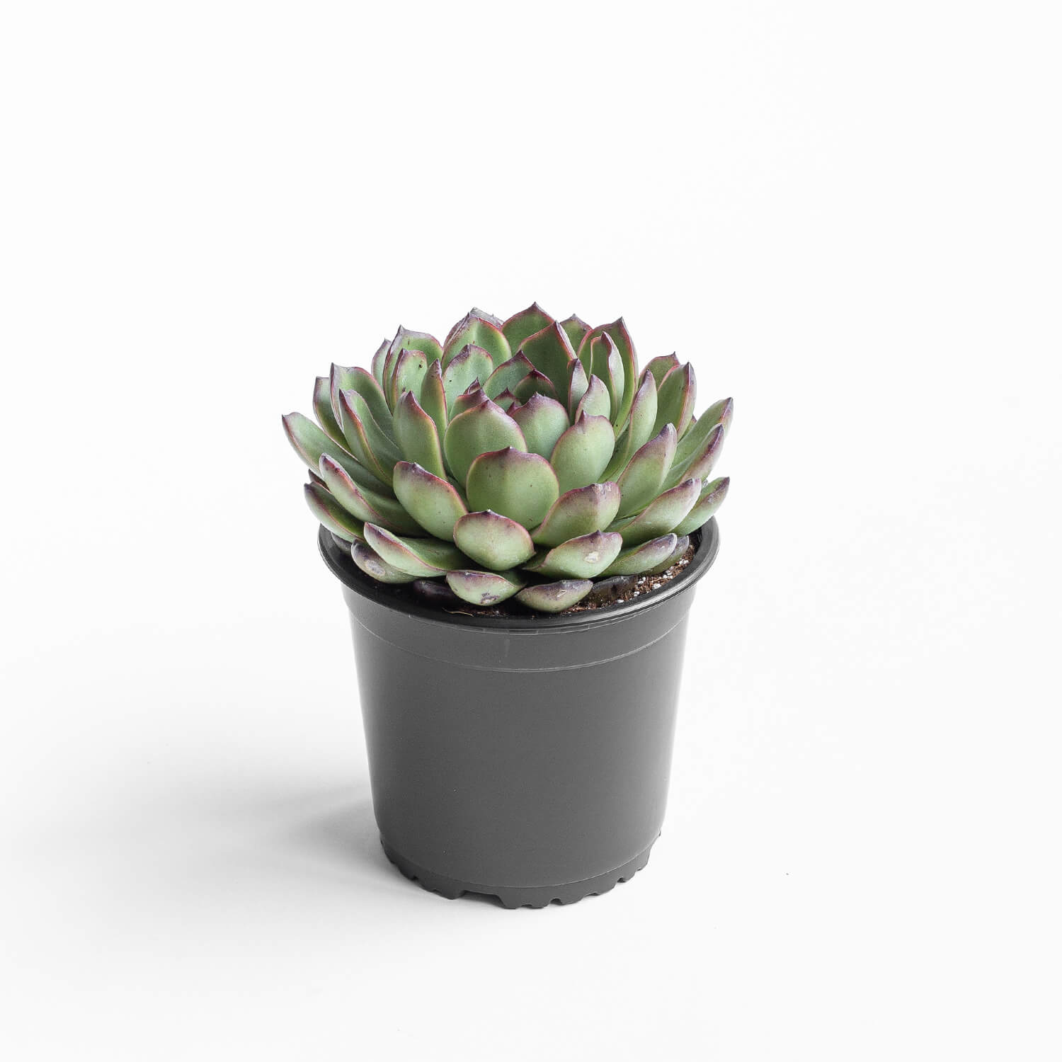 Echeveria Pulidonis