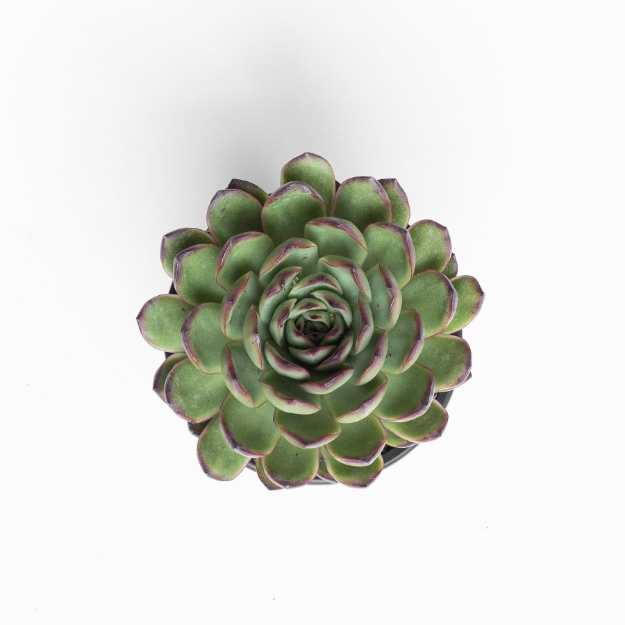 Echeveria Pulidonis, vista desde arriba