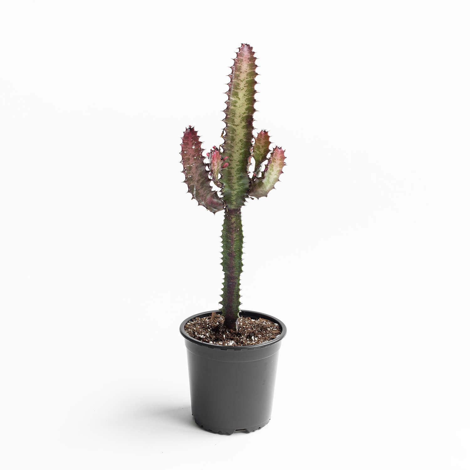 Euphorbia Trigona