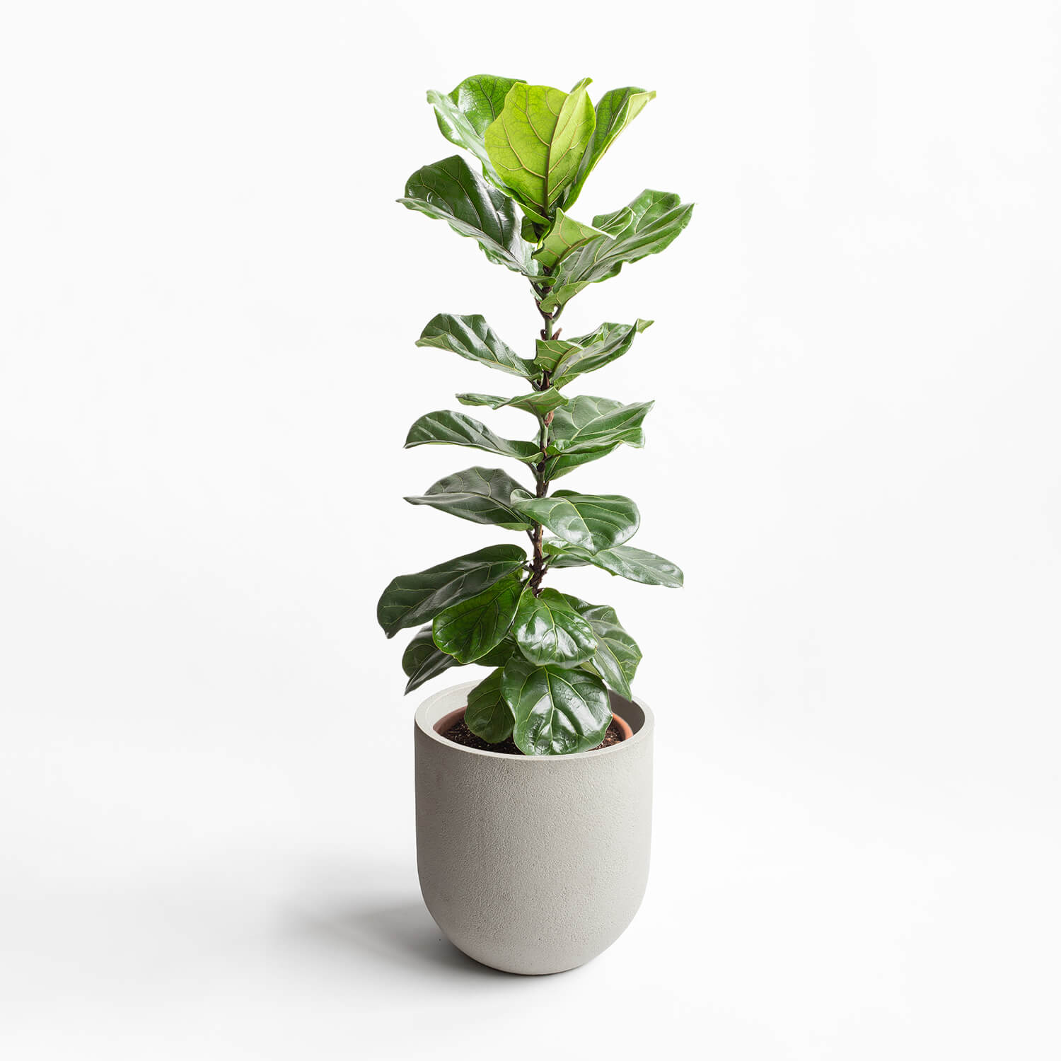 Maceta Cask Arena 44x47cm