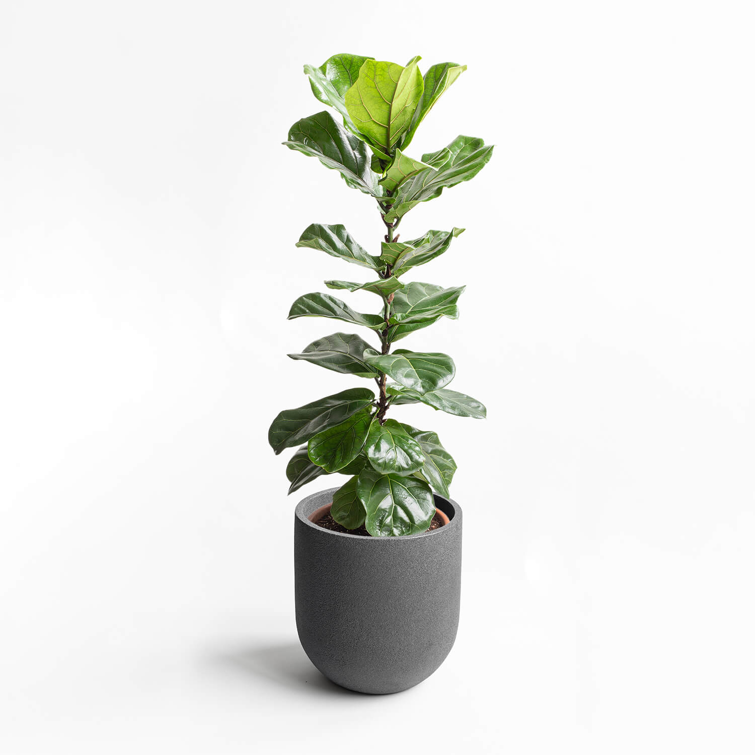 Maceta Cask Grafito 44x47cm