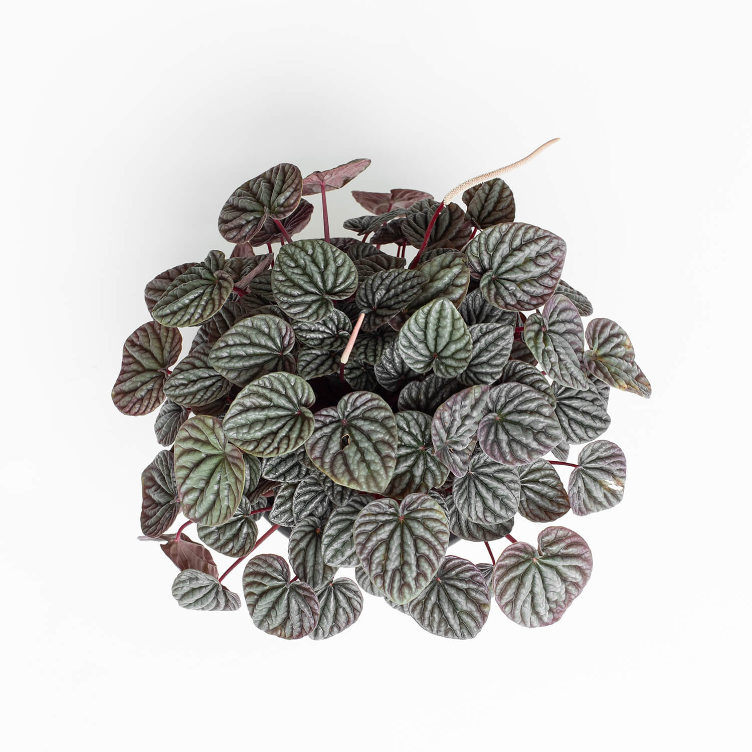 peperomia-caperata-001