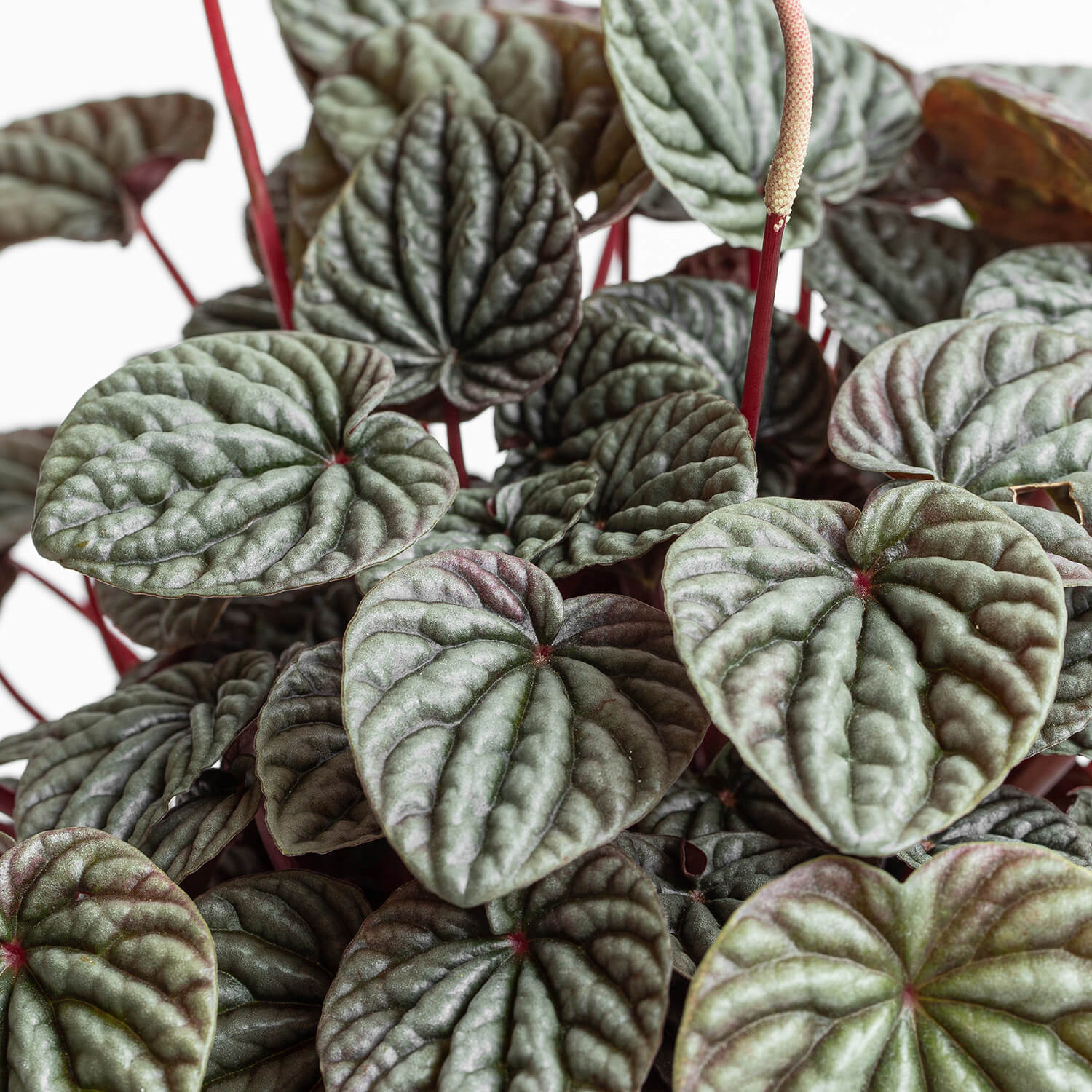 Peperomia Caperata