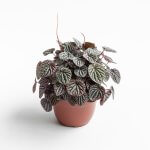 Peperomia Caperata