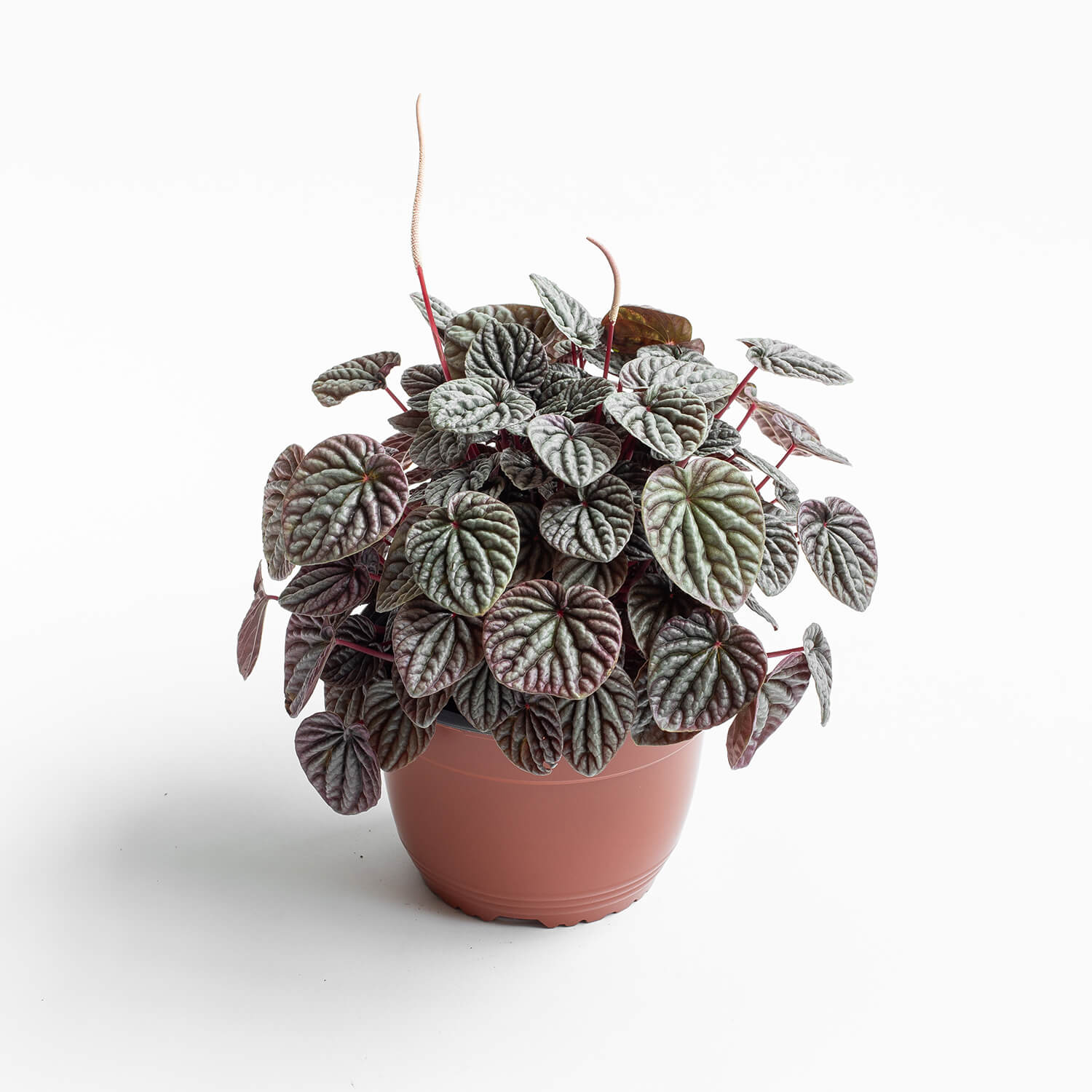 Peperomia Caperata