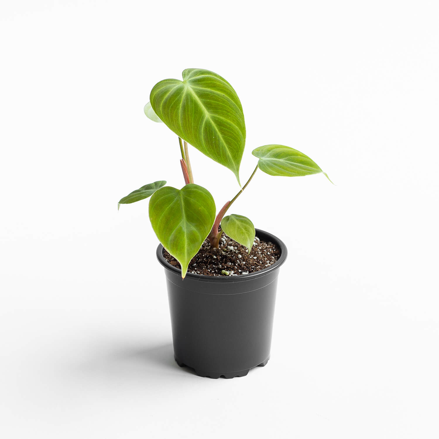 Filodendro Choco Red