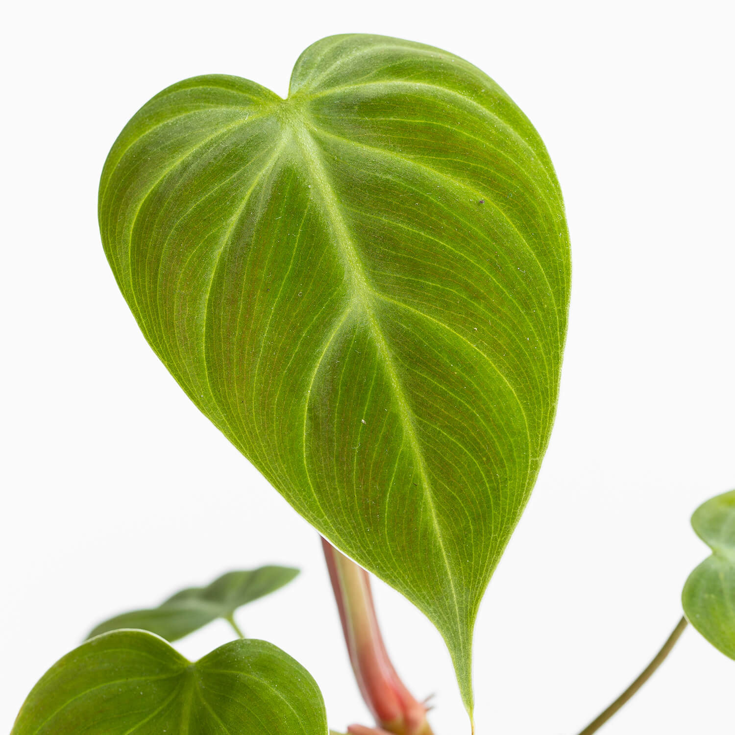 philodendron-choco-red-002