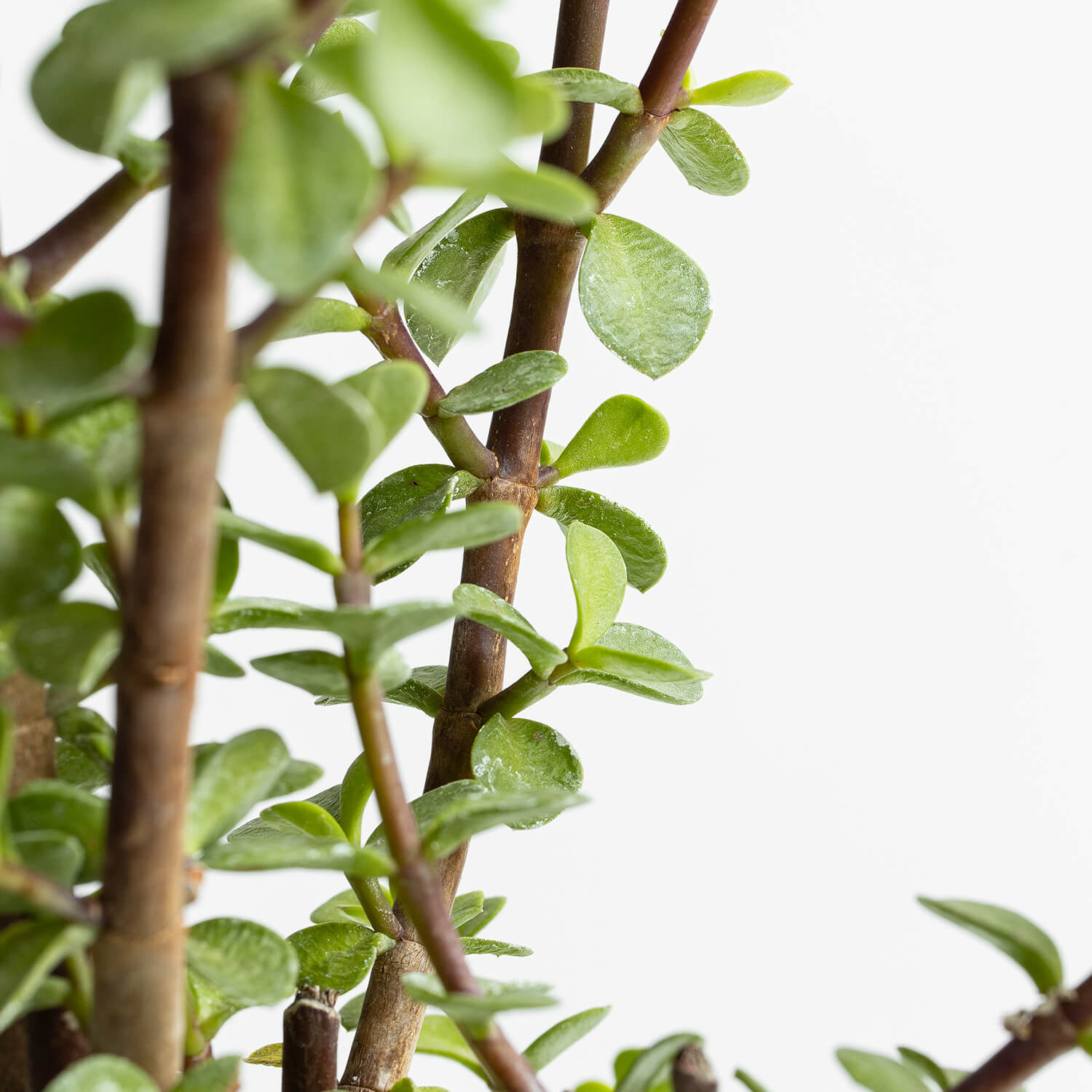 Portulacaria Afra (Jade) – L