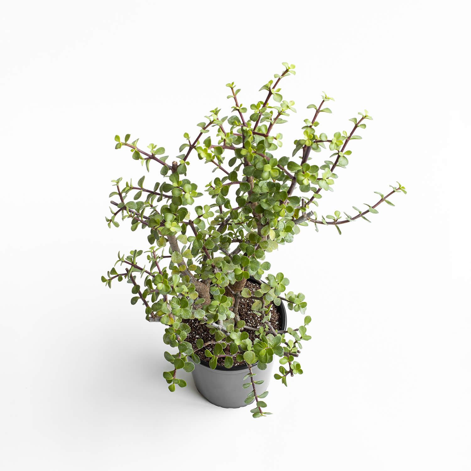 portulacaria-afra-jade-l-002