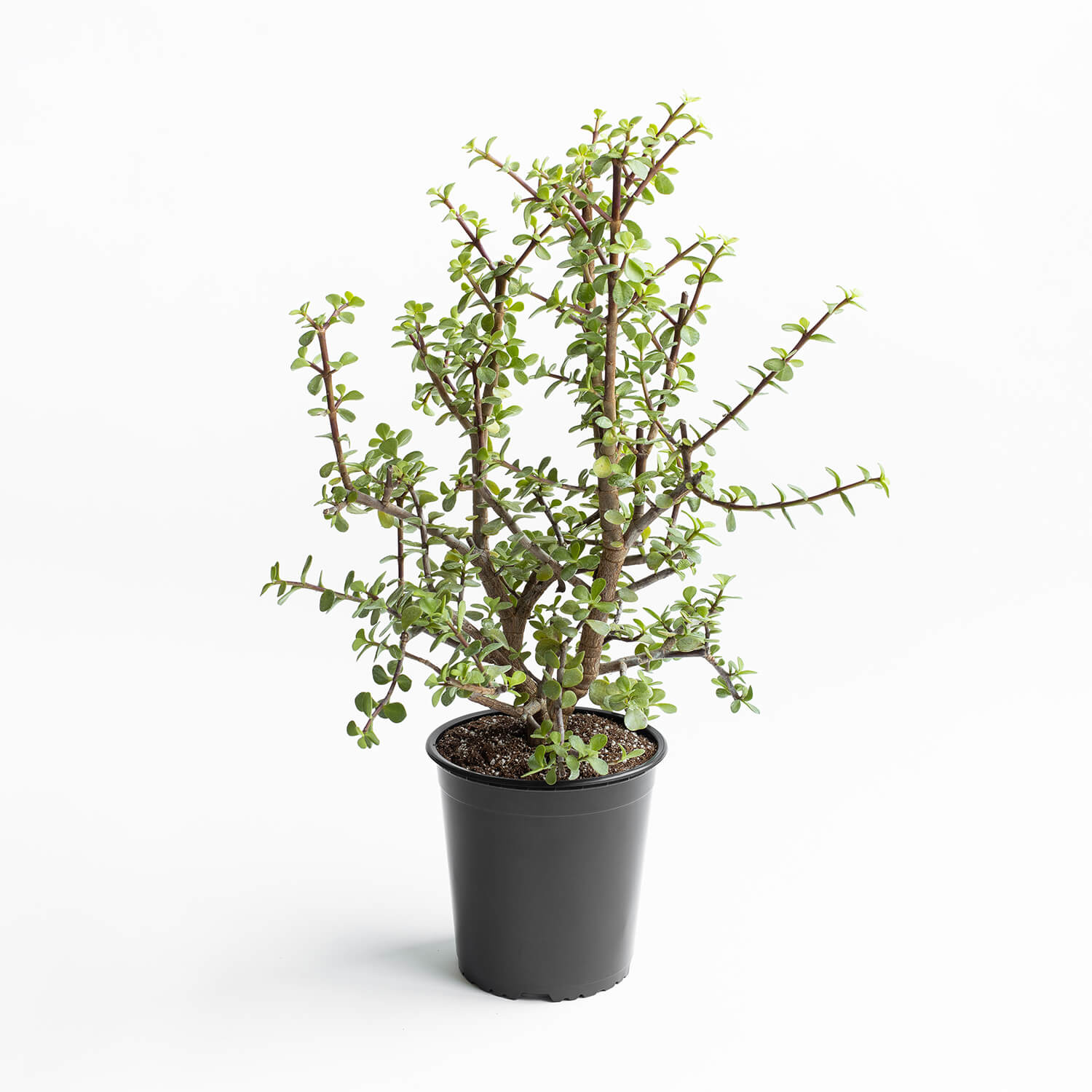 Portulacaria Afra (Jade) – L