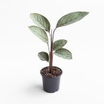 Ctenanthe Setosa Grey Star