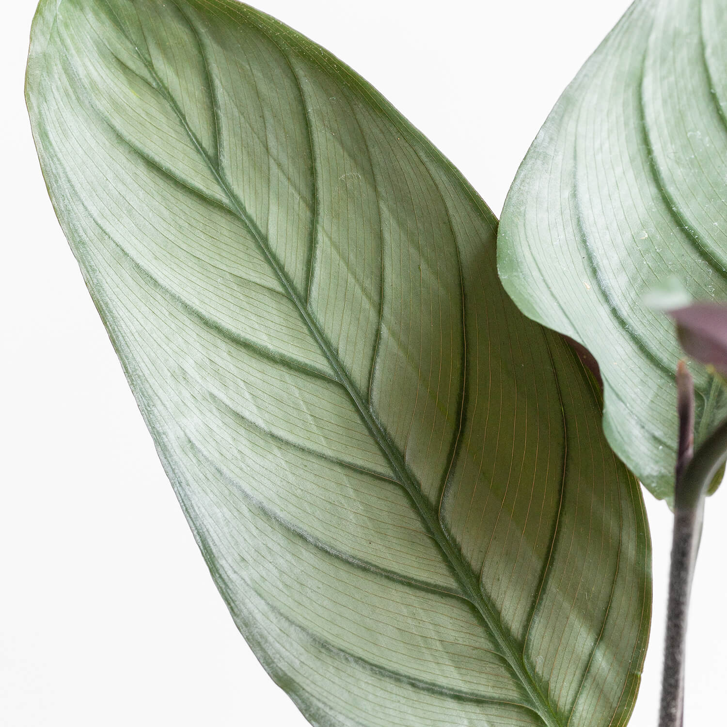 Ctenanthe Setosa Grey Star