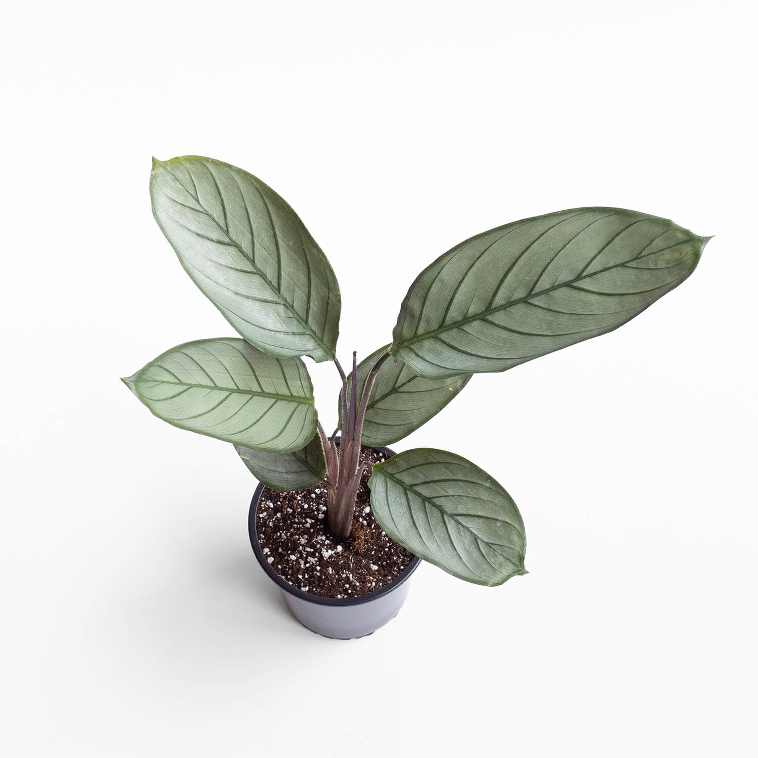 ctenanthe-setosa-grey-star-003