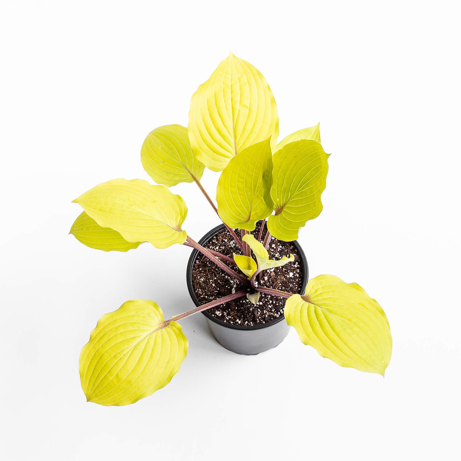 hosta-rough-lemon-003