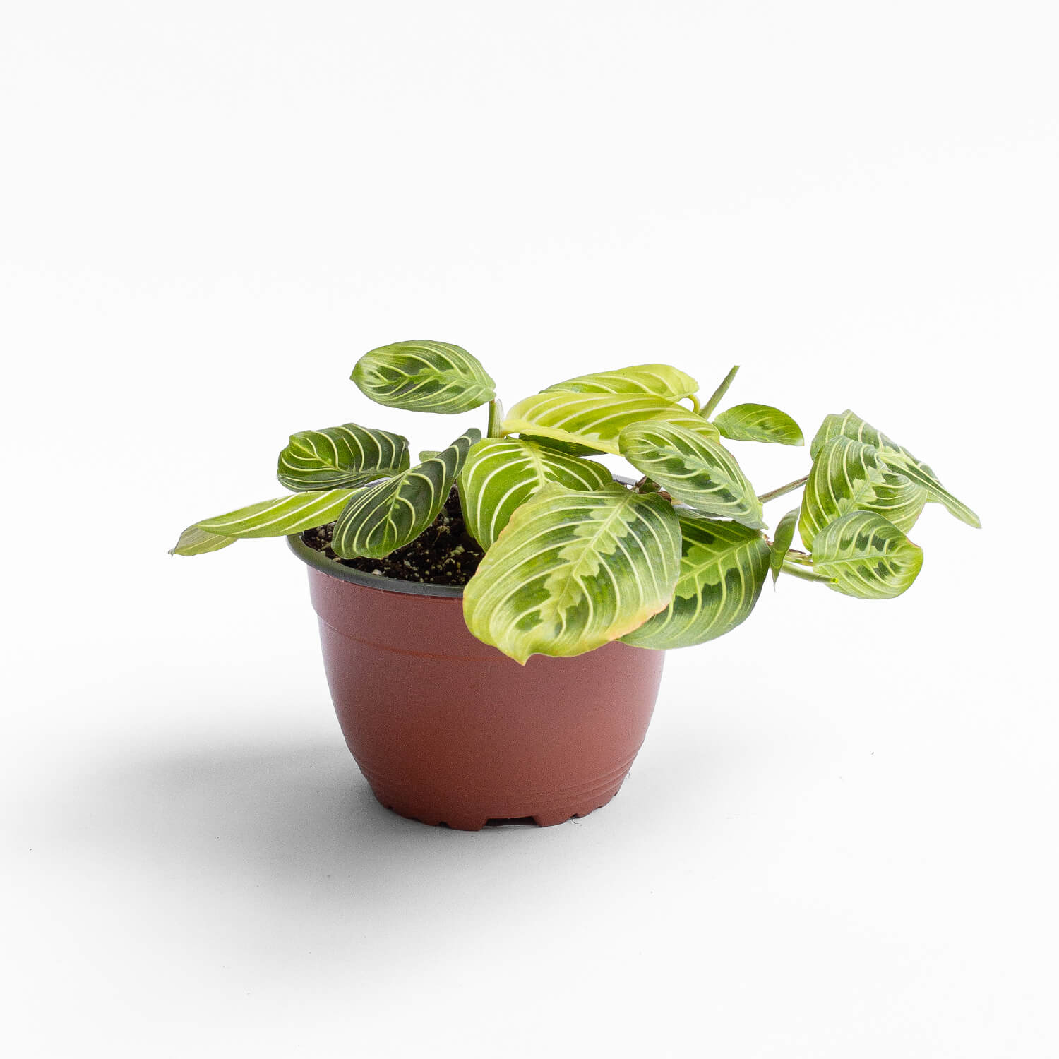 Maranta Lemon Lime – M