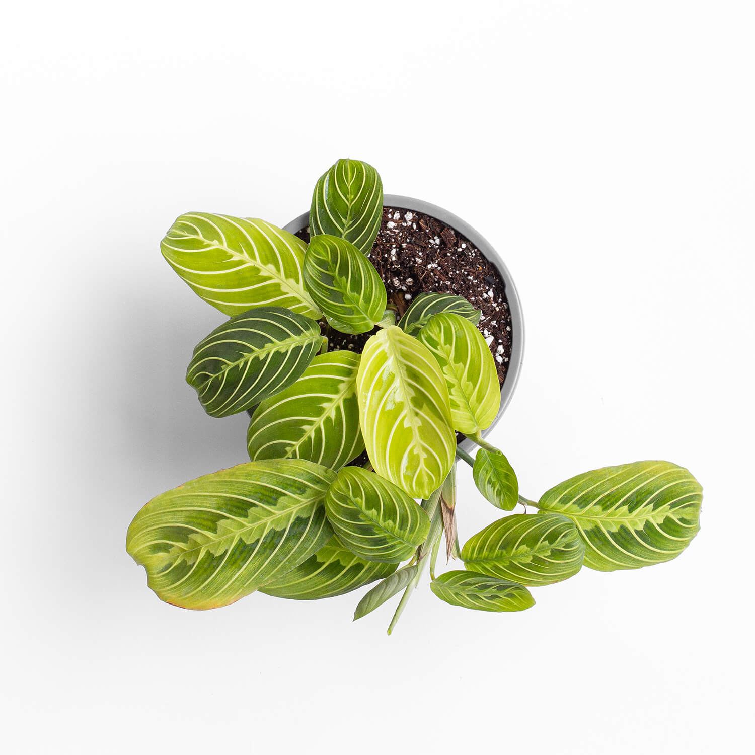 maranta-lemon-lime-m-002