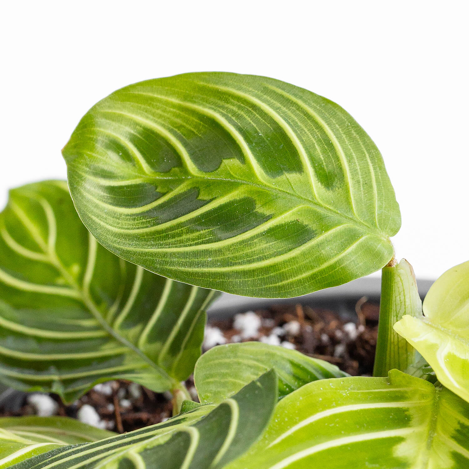 Maranta Lemon Lime – M