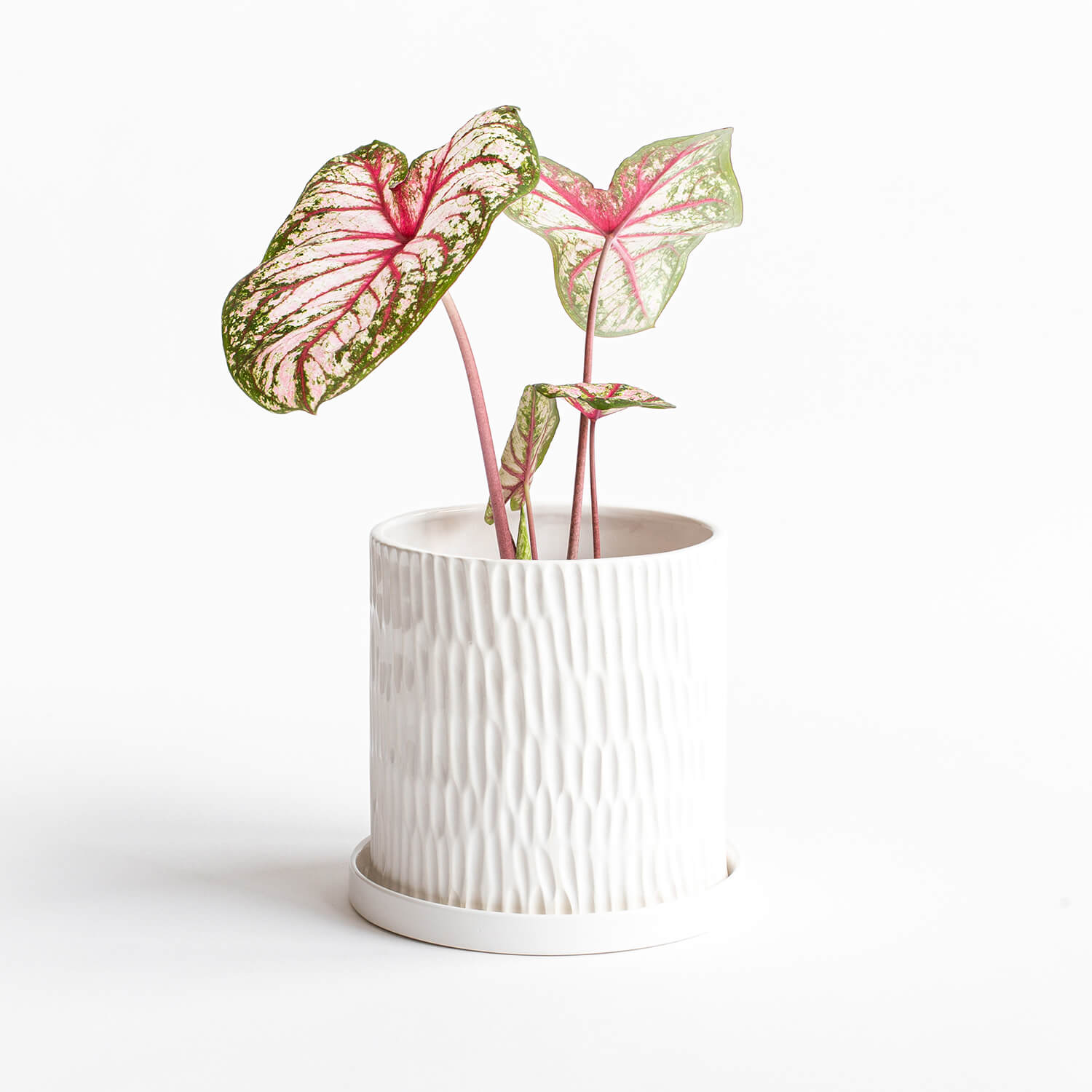 Maceta Cilindro Textura + Plato – Blanco