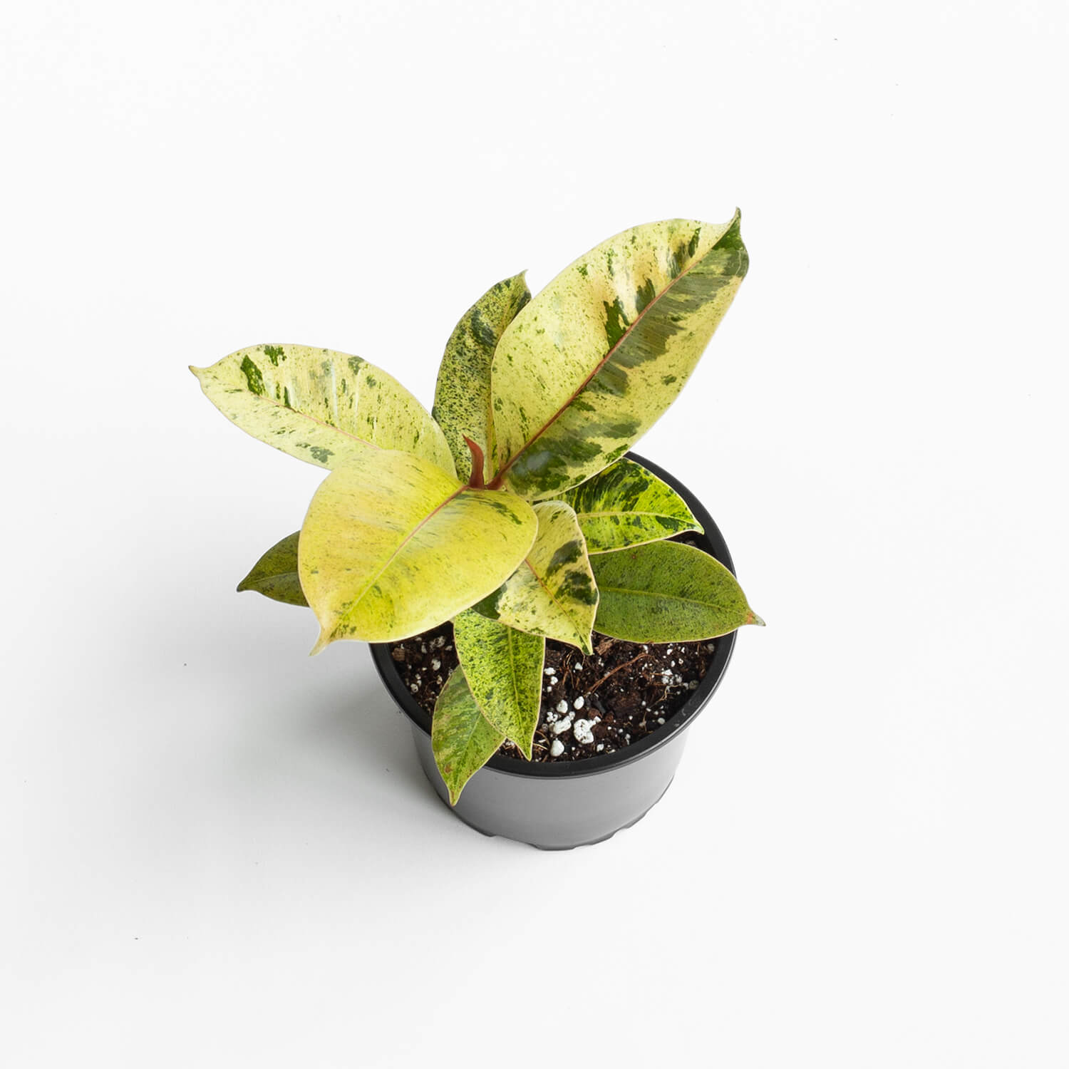 Ficus Elastica Shivereana – S
