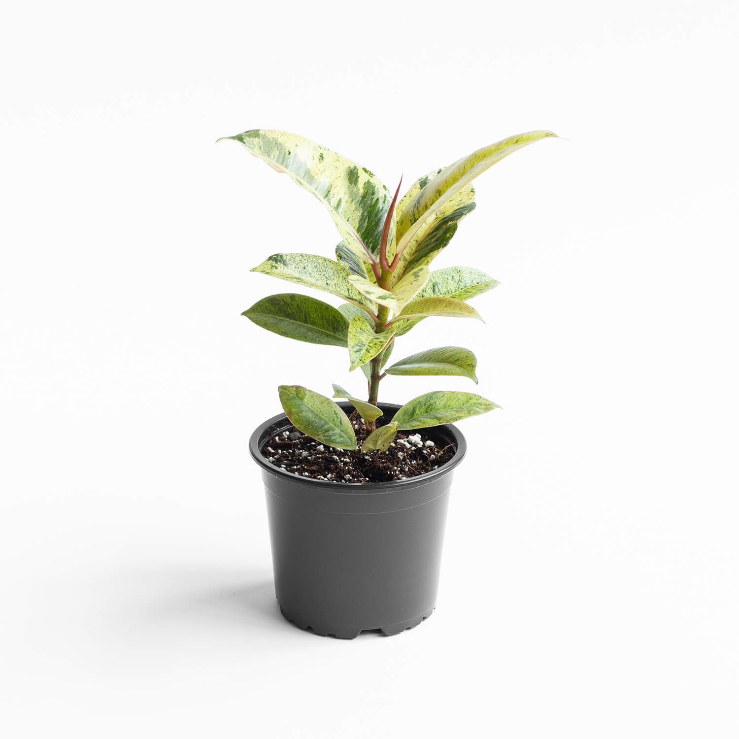 Ficus Elastica Shivereana – S