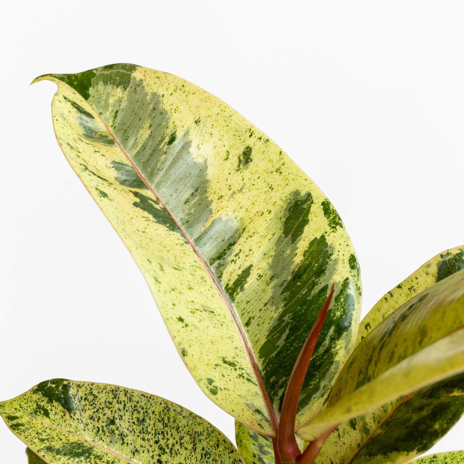 ficus-elastica-shivereana-s-003