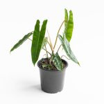 Filodendro Billietiae – L