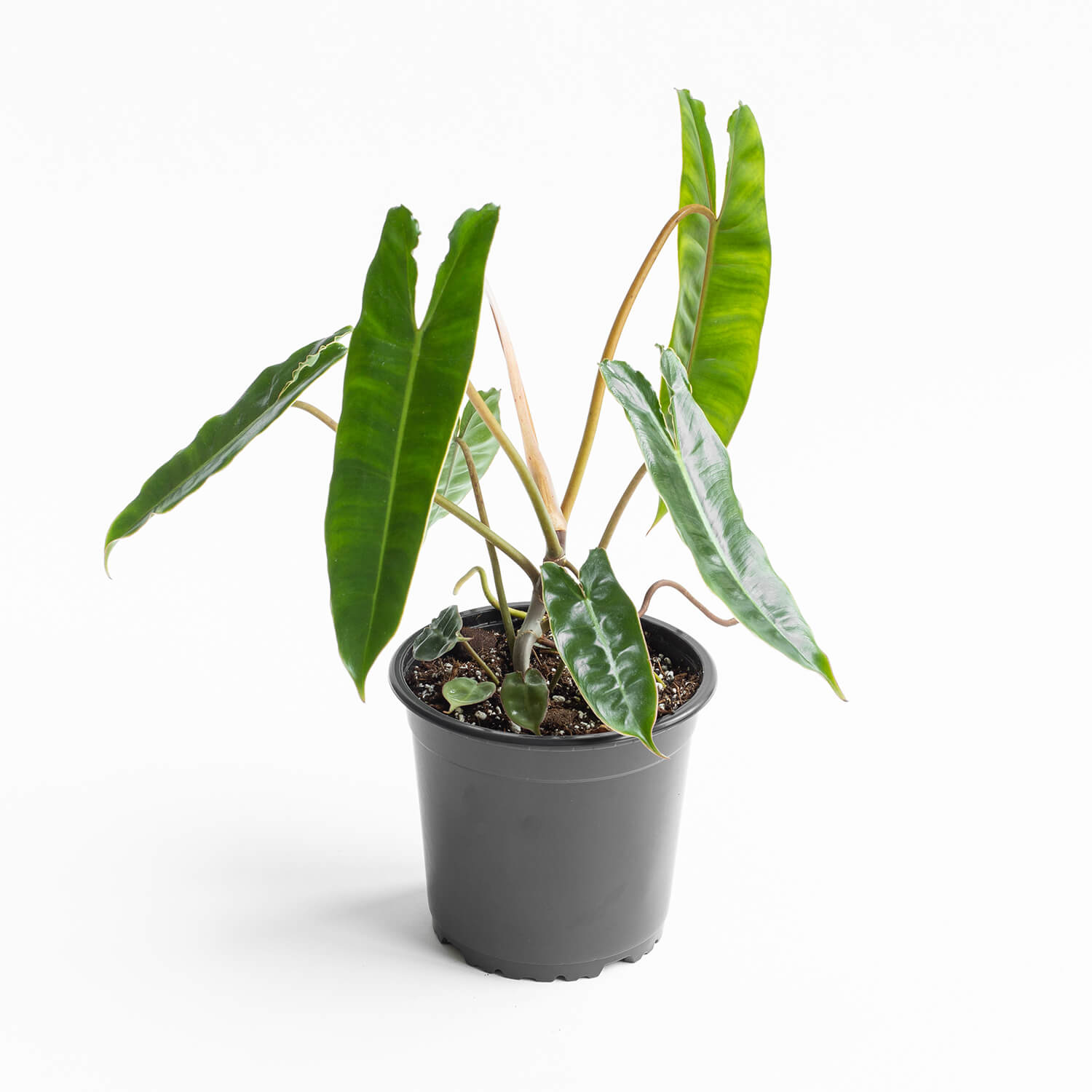 Filodendro Billietiae – L