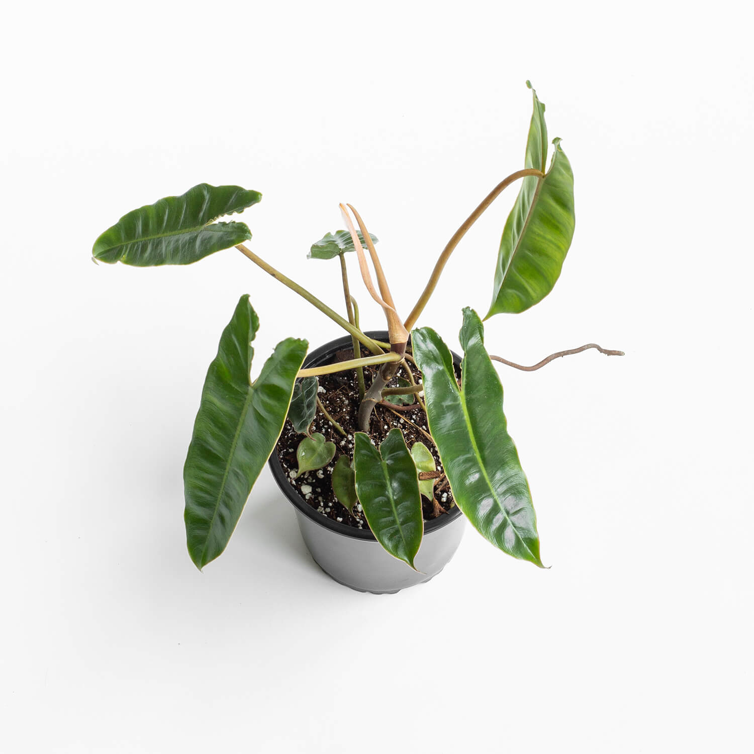 filodendro-billietiae-l-003