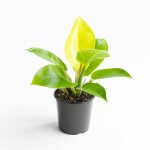 Filodendro Imperial Golden – L