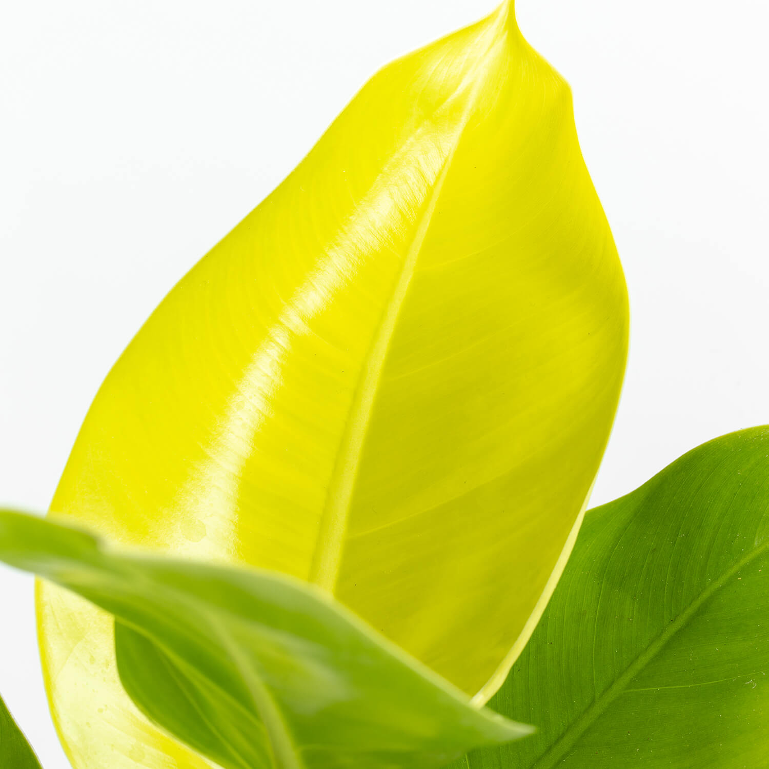 Filodendro Imperial Golden – L