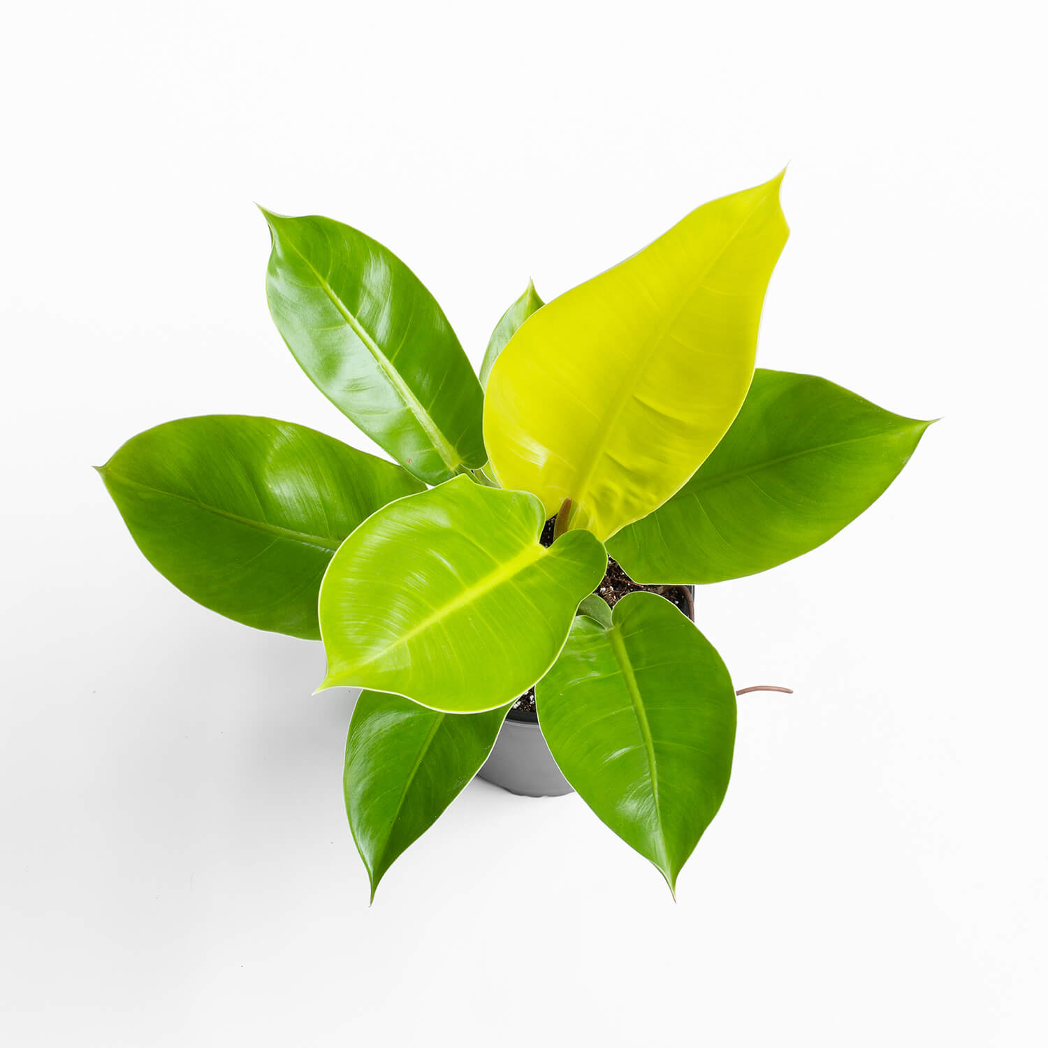 filodendro-imperial-golden-l-003