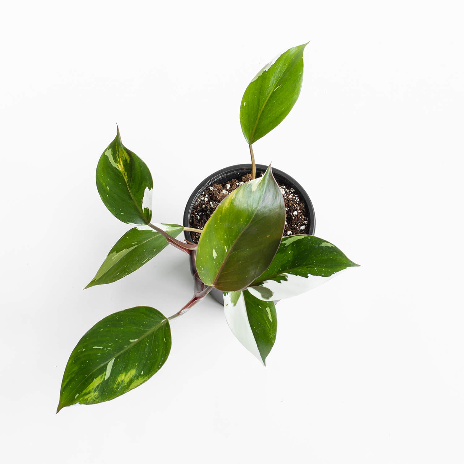 filodendro-white-knight-l-001